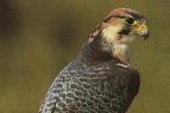 Falco-pellegrino